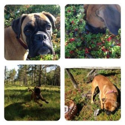Tispe1år