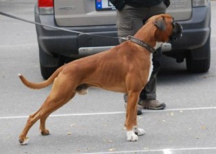 Boxerknock Bulletproof