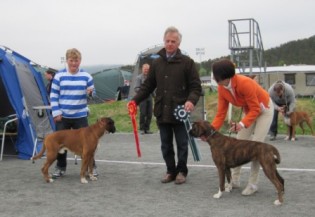 Boxy King Av Hasseldalen
