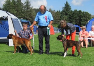 Boxy King Av Hasseldalen2