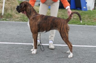 Perlybox`s Dorothy Vallens Wilma