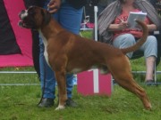 Klepp 13.09.2014 - Norsk Kennel Klub Rogaland - BIR