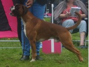 Ås 31.05.2014 - NBK Årsvinnerutstilling - Årsvinner hannhund BIR