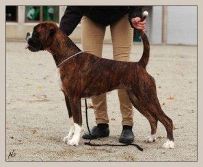 Perlybox`s Celestial Star Stella Mia 11 09 1