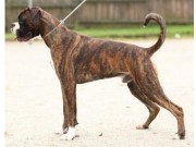 Funksjonsanalyse - 30.03.2014 - Norsk Schäferhund Klub Avd. Rogaland