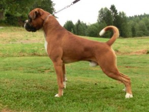Lupin's Oskar Milla Sønn