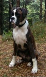 Kronion´s Boreas 2013