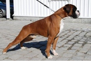 Torro