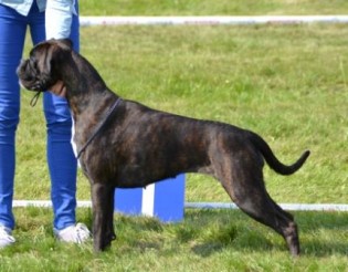 Handler's Pralin050713