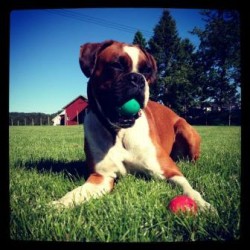 Bella 2013