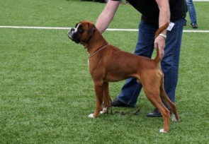 Leopold av Boxerhuset