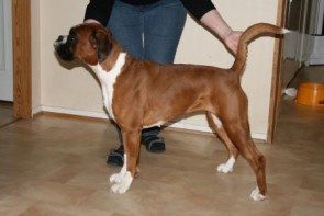 Libelle av Boxerhuset