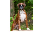 Luxembourg 30.08.2015 - FCL Kennel Club - International Dog Show - Luxembourg Champion 