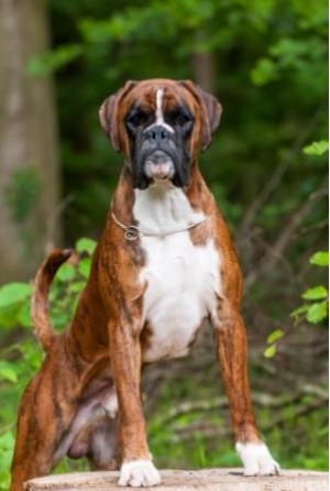 Bozzz Von Ellinghaus (Balto) 4