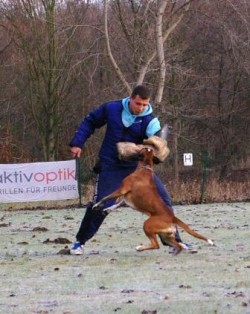 Pollux Canine Boxer Celeste1