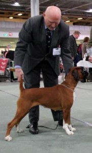 Libelle av Boxerhuset D4A