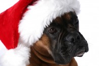 Boxer jul 2