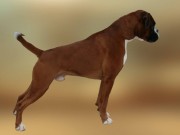 Dogs4All Nordisk Vinnerutstilling 16.11.2014 - Norsk Kennel Klub - Res. Cacib