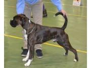 Exporama 09.02.2014 - Norsk Welsh Corgi Klubb