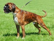 Westfalenhalen Dortmund 17.10.2014 - VDH Tysk kennel klubb - VDH International utstilling