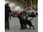 Exporama 09.02.2014 - Norsk Welsh Corgi Klubb - BIM