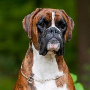 Bozzz Von Ellinghaus (Balto) Hode
