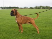 Øvrebø 10.08.2014 - Norsk Miniatyrhund Klubb Agder - BIM