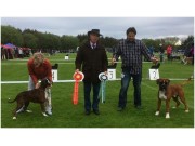 Klepp 11.05.2014 - Norsk Berner Sennenhundeklubb Rogaland - BIR