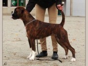 Funksjonsanalyse - 30.03.2014 -  Norsk Schäferhund Klub Avd Rogaland