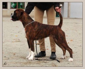 Perlybox`s Celestial Star Stella Mia 11 09 11