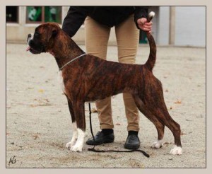 Perlybox`s Celestial Star Stella Mia 11 09 11