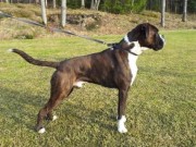 Letohallen 29.03.2014 - Norsk Dobermann Klub - Cert