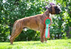 Bozzz Von Ellinghaus (Balto) Champ