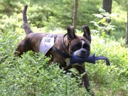 SPOR B - 20.09.2014 Nannestad og Omegn Hundeklubb