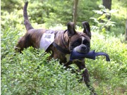 Båstad 31.10.2015 - Norsk Rottweilerklubb - IPO Ferdselsprøve BH Bestått