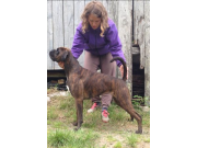 Malvik 24.05.2014 - Norsk Papillon og Phalene klubb - BIM