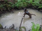 Bronsemerke - 19.06.2014 Nordby hundesenter, Drammen