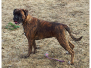 Funksjonsanalyse - 27.04.2014 - Norsk Belgisk Fårehund Klubb Oslo / Akershus 