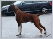  Kristiansand 14.03.2015 - Norsk Kennel Klub - BIR  2BIG