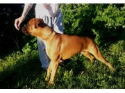 Bodø 22.06.2014 - Norsk Belgisk Fårehund klubb Nordland - BIR Valp