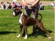 Ås 31.05.2014 - NBK Årsvinnerutstilling - Årsvinner unghund hannhund