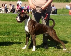 Kronion's Bacchus 2 beste hannhund Årsvinner Unghu
