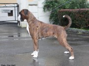 Lillestrøm 05.09.2015 - NKK European Dogshow 2015 - Europeisk Veteran Vinner 2015