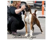 Bodø 22.06.2014 - Norsk Belgisk Fårehund Klubb Nordland - Cert