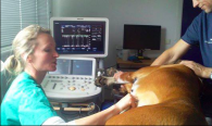 Doppler
