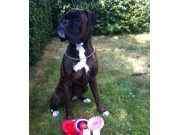 Moss 26.07.2014 - Moss og omegn hundeklubb - Cert