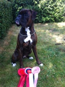 BoxerdalenS Road Runner 260714