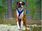 Trondheim 18.06.2017 - Norsk Rottweilerklubb avd. Trøndelag - Kåringsprøve_