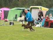 Øvrebø 10.08.2014 - Norsk Miniatyrhund Klubb Agder - BIR Valp - 1BIG - 5BIS