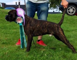 Boxerdalen's Miraculous - Charlie